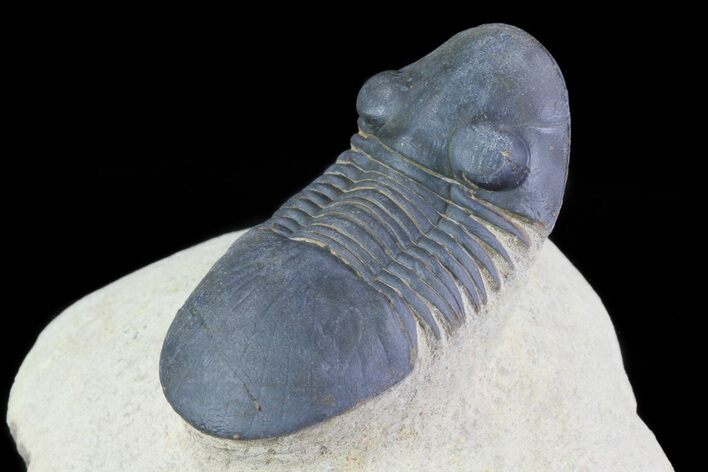 Paralejurus Trilobite Fossil - Foum Zguid, Morocco #69745